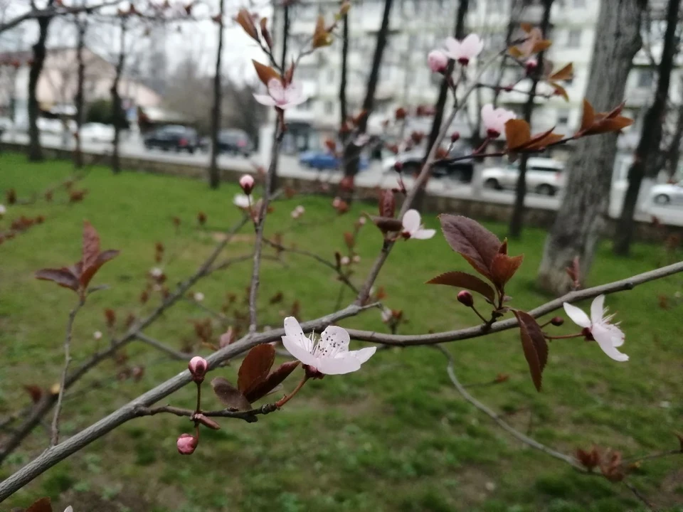 В Крыму хозяйничает весна.
