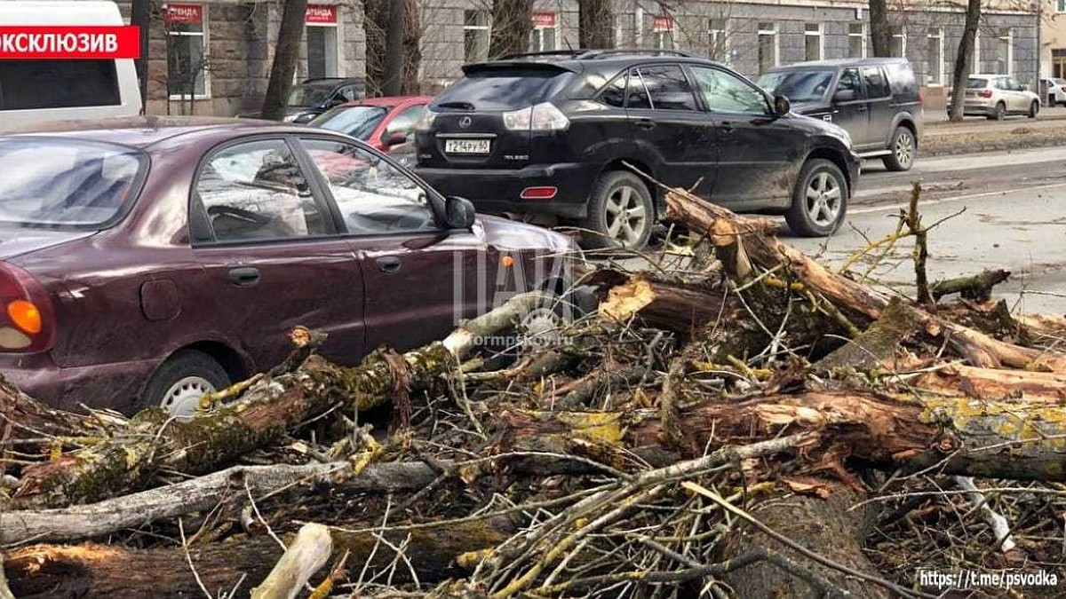 В Пскове на Октябрьском проспекте деревья обрушились на движущиеся  автомобили - KP.RU