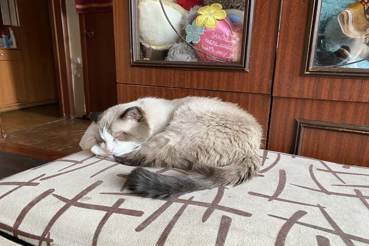 В Тюмени умер самый старый кот России, занесенный в Книгу рекордов