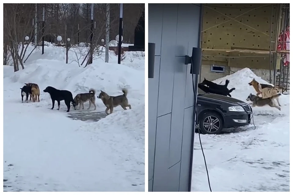 Стая собак