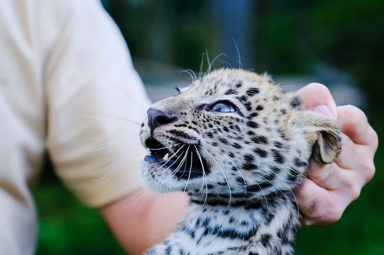 В Сочи провели стоматологическую операцию восьмимесячному котенку леопарда
