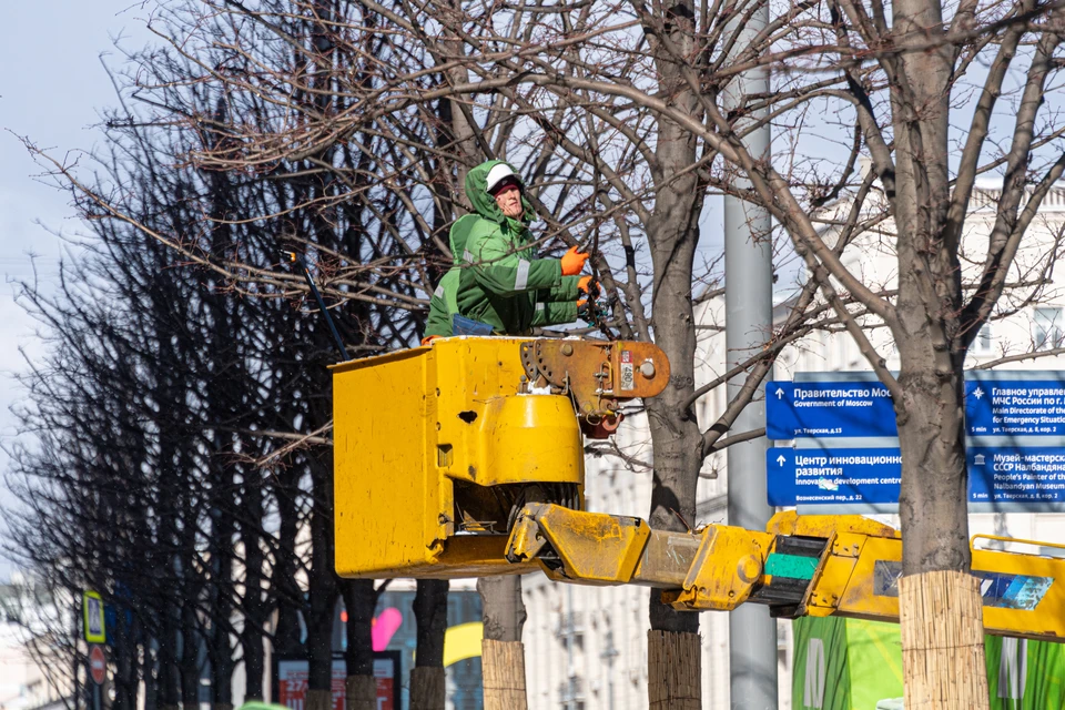 В Ульяновске в 2023 году с территории города уберут почти 3,5 тысячи опасных деревьев