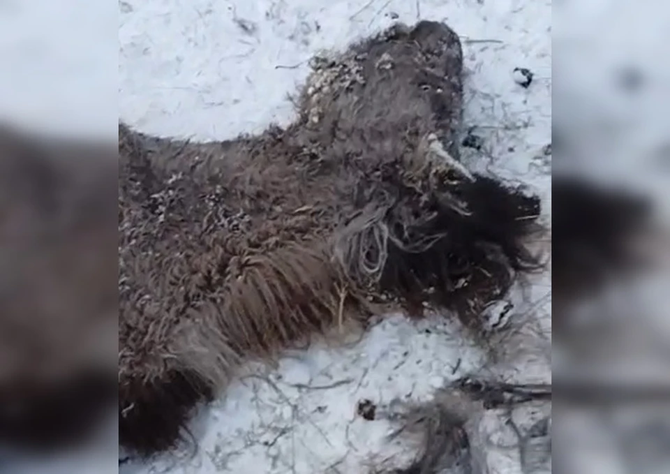 Фото: скриншот видео газеты Кыым