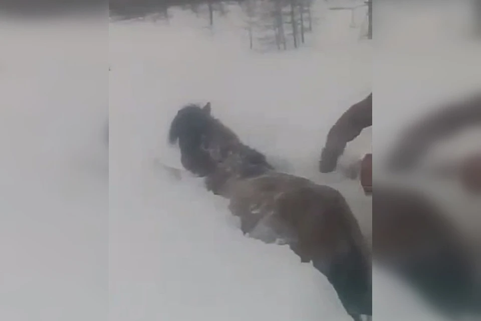 Фото: скриншот видео