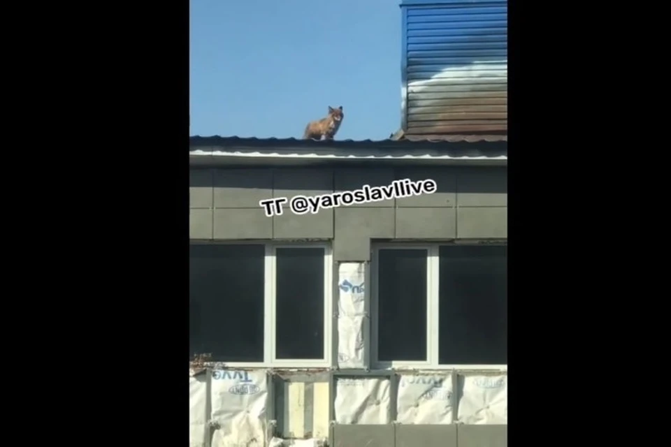 В Ярославле лиса залезла на крышу недостройки. ФОТО: группа "Ярославль LIVE" ВКонтакте