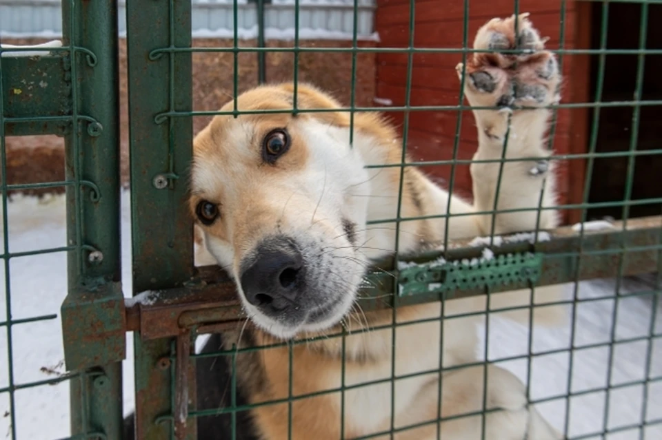 Займутся этим делом студенты