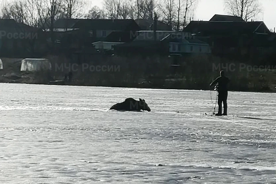 Спасатели вытащили из реки лося Фото: ГУ МЧС России по Тверской области