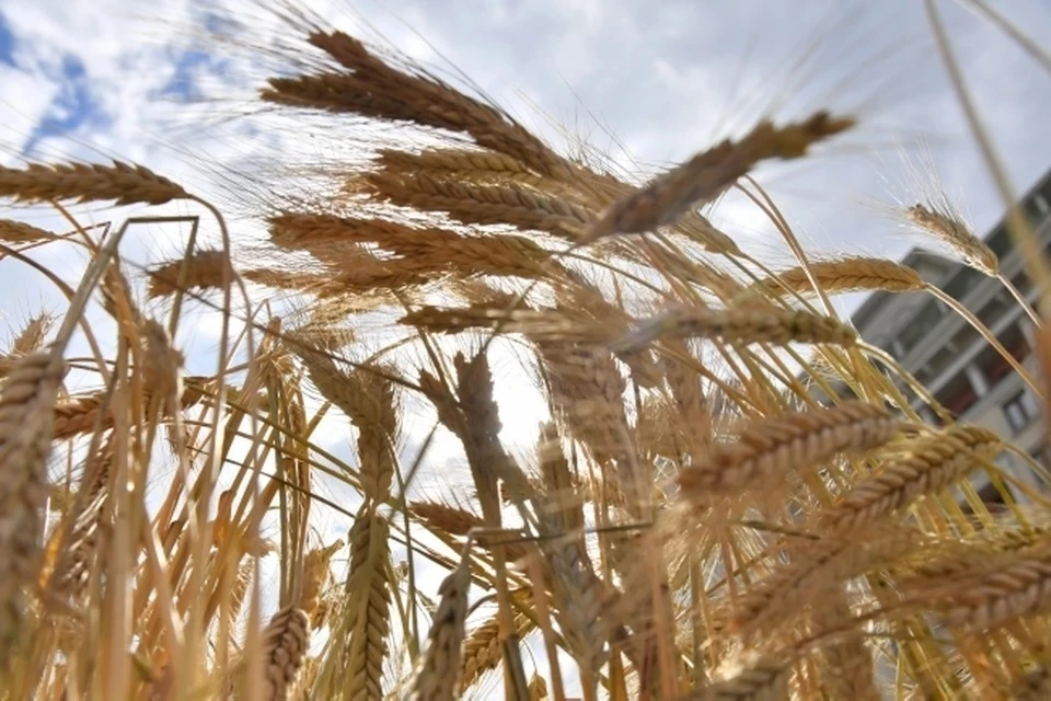 ЕС считает, что непродление зерновой сделки с Россией будет «катастрофичным»