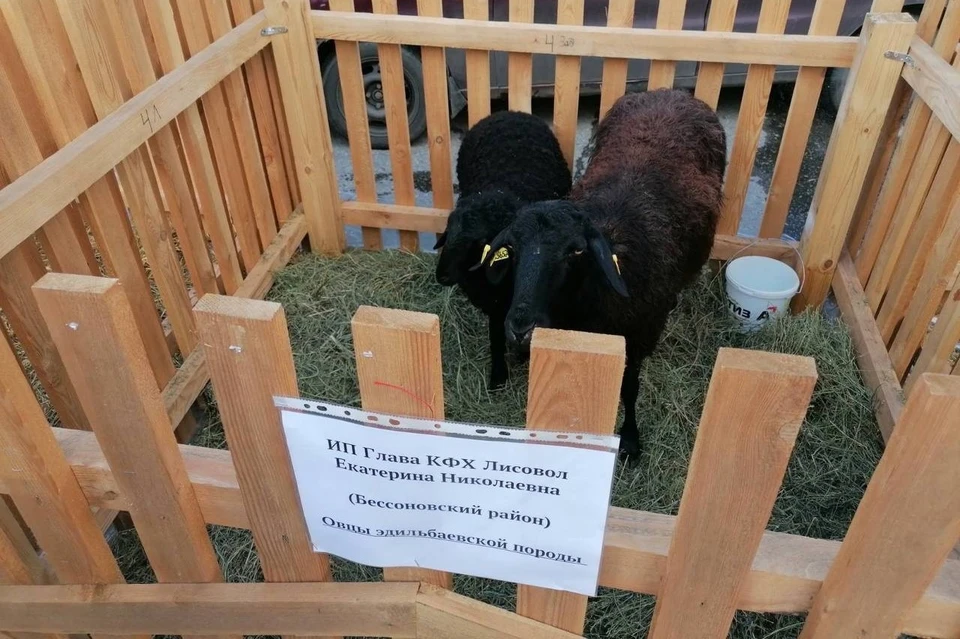 Фото: Пресс-служба министерства сельского хозяйства Пензенской области