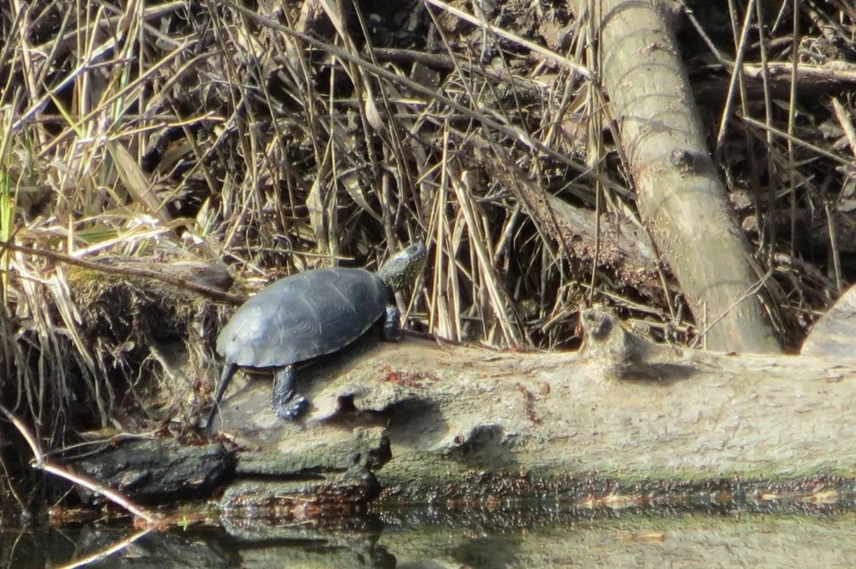 Вопреки привычному мнению, болотные черепахи - хищники. Фото: Бузулукский бор
