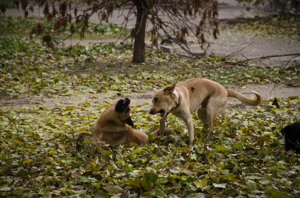В Волгограде могут начать усыплять бездомных собак