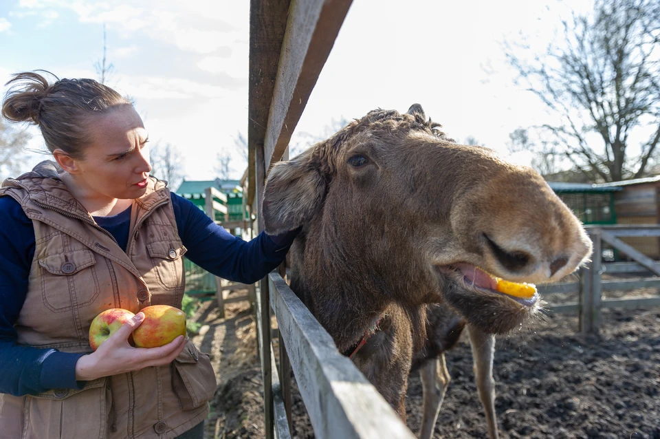 Жителям Кузбасса объяснили, как вести себя при встрече с лосем на ...