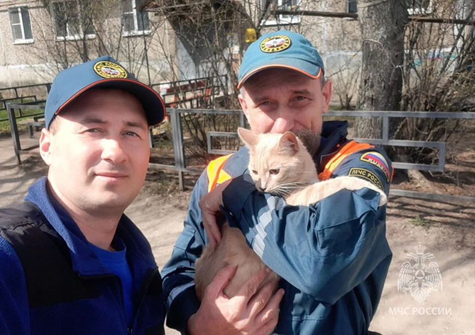 Сотрудники МЧС сняли с дерева перепуганного кота в Борском районе.