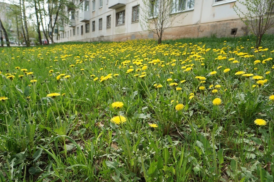 Сегодня в Ижевске ожидается небольшой дождь. Фото: Мария Бакланова