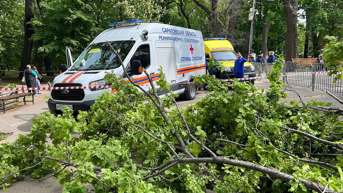 В Саратове из-за рухнувшего в Горпарке дерева погибли 80-летняя женщина и  ребенок - KP.RU