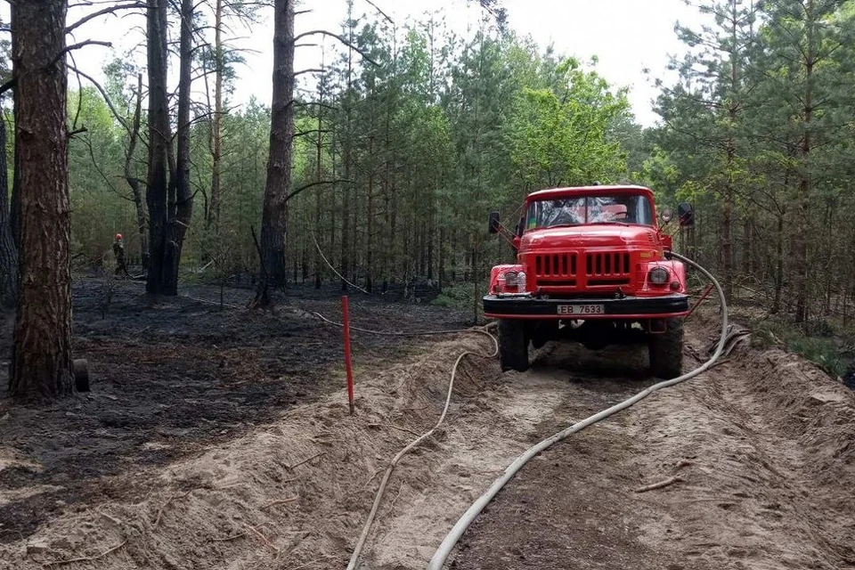 В Минлесхозе сообщили о поджигателях, которые устроили пожары в лесу в Осиповичском районе. Фото: телеграм-канал Минлесхоза