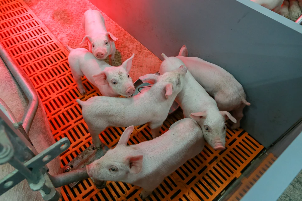 В Красноярском крае владельцам уничтоженных свиней выплатят более 40 миллионов рублей компенсации
