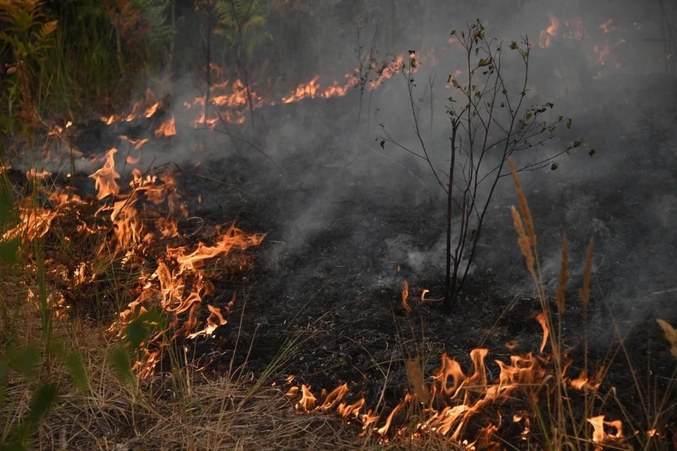 Режим чрезвычайной пожароопасности на территории Новосибирской области продлили до 22 мая.