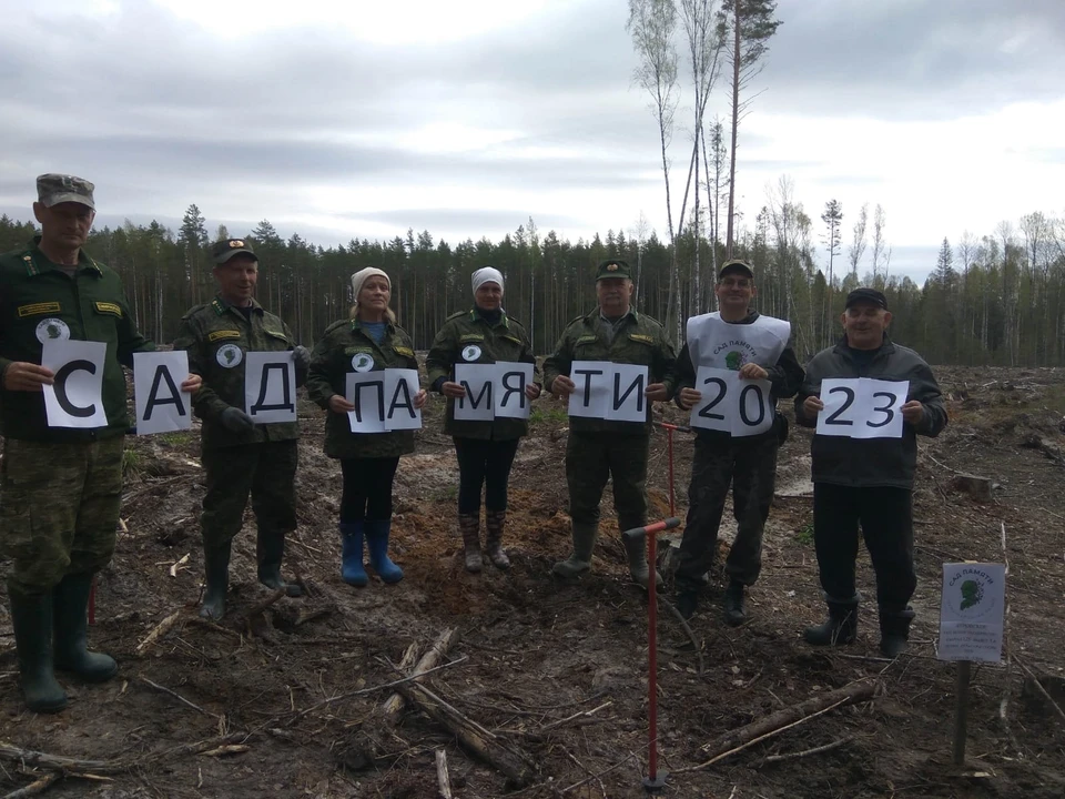 Участники высадили 12 000 сеянцев сосны Фото: Министерство лесного комплекса Тверской области