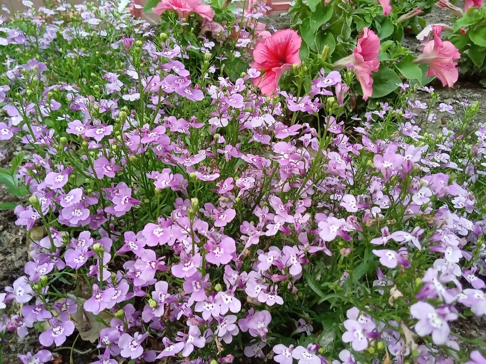 Предстоящим летом в Салехарде высадят более 80 тысяч цветов