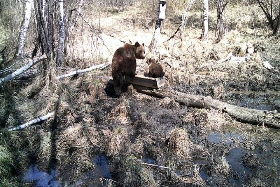 На камеру попали медвежонок с мамой. Фото: Минприроды НСО // телеграм-канал.