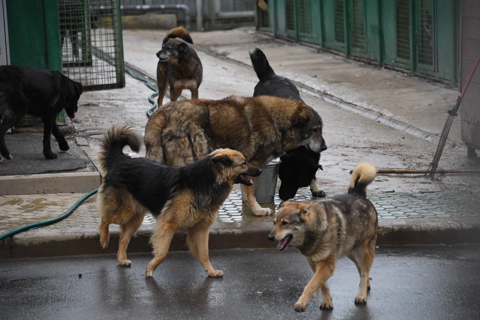 В Томской области разрешат усыплять бездомных собак.