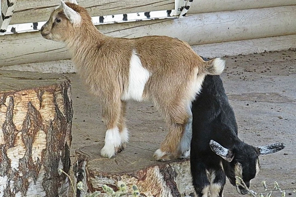 У семейства камерунских коз из Новосибирского зоопарка. Фото: Анна НОВИКОВА