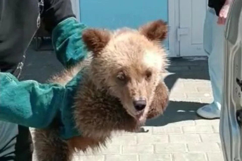 Спасенный медвежонок. Фото: минприроды Алтайского края