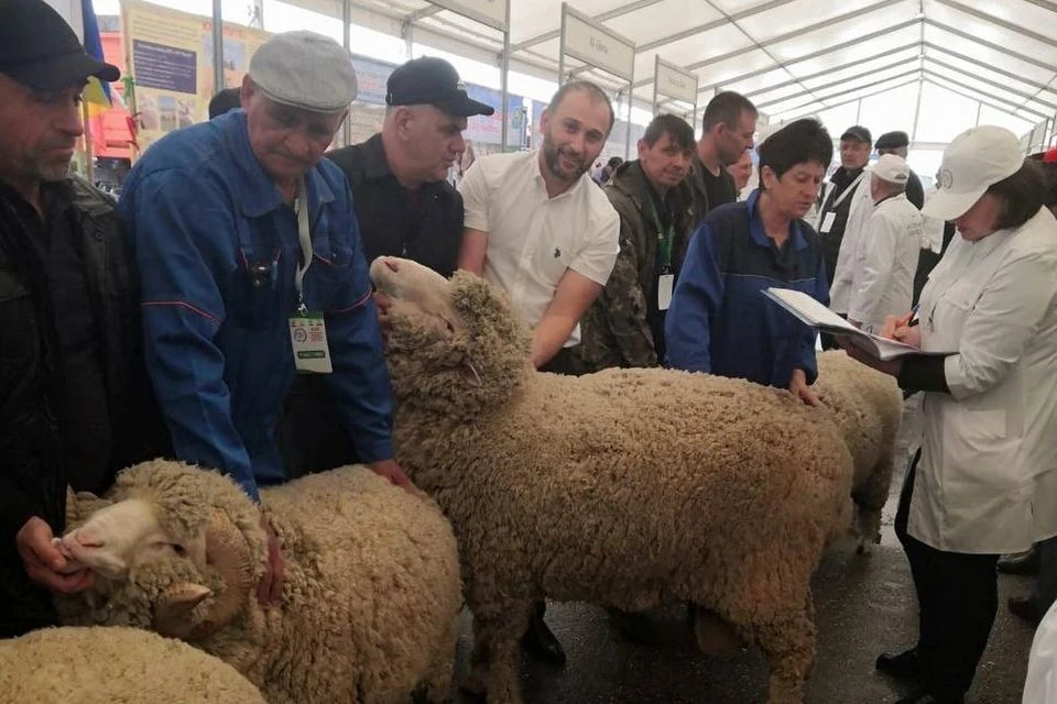 Донские овцеводцы представили свои достижения на XXIII Российской выставке племенных овец и коз. Фото: правительство Ростовской области