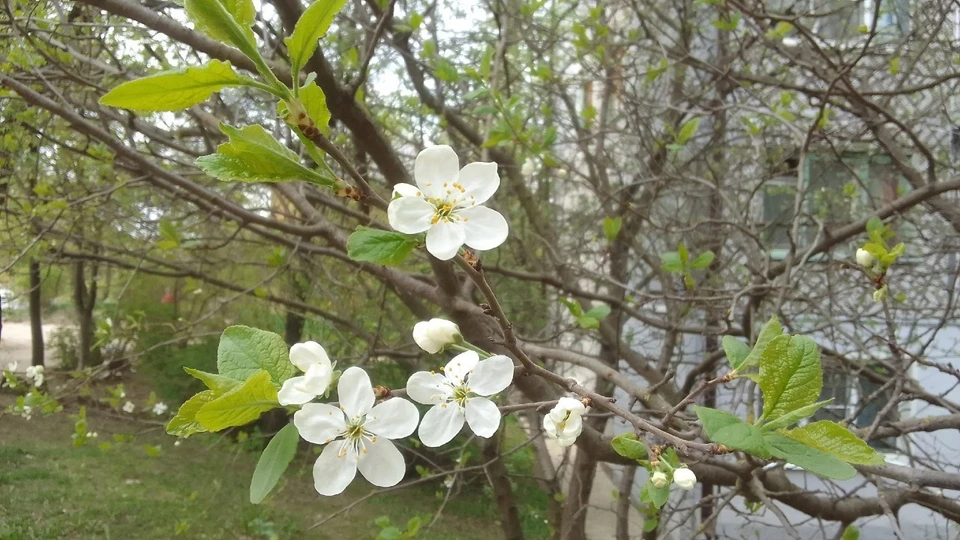 Деревья в Калуге еще цветут.