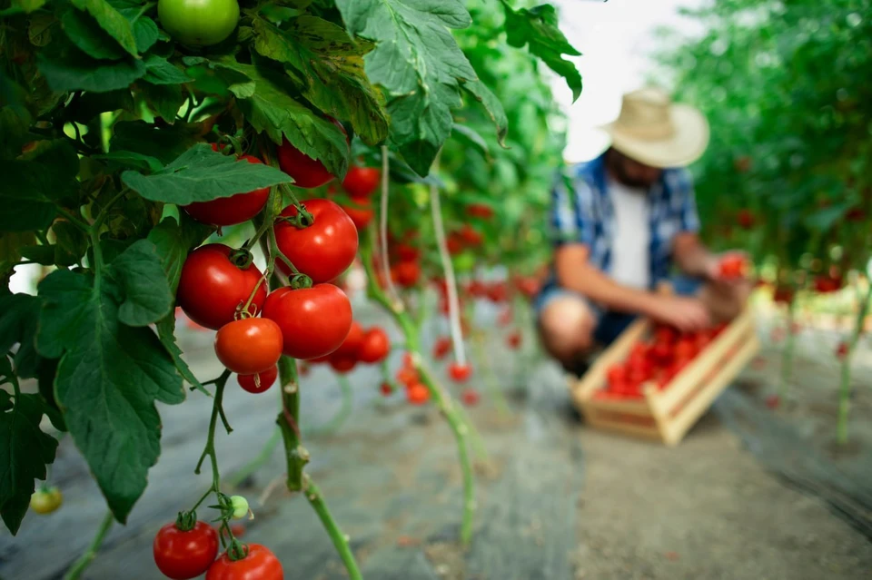 Под томаты отдадут 14,6 гектара.