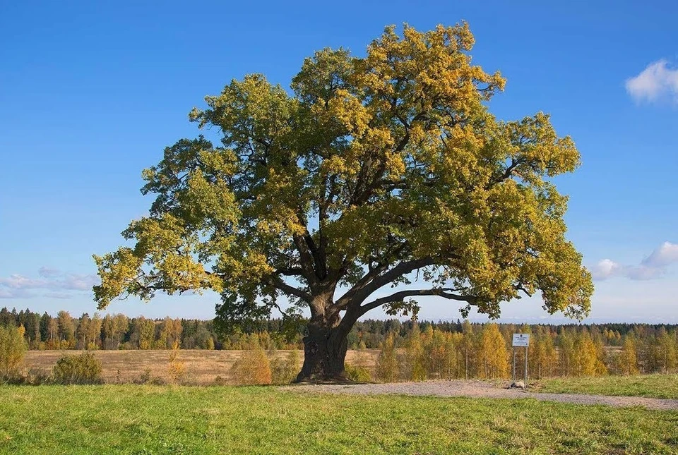Ириновский дуб из Всеволожского района. Фото сайта муниципалитета.