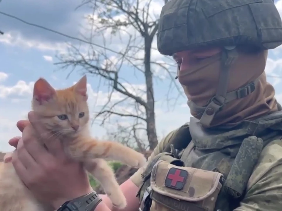 Лучший военный кот?