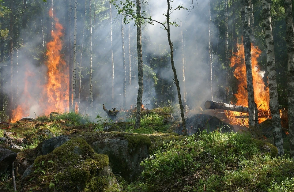 Вечером 25 мая в 18:32 по времени Астаны получена информация, что лесной пожар на территории области Абай локализовали.