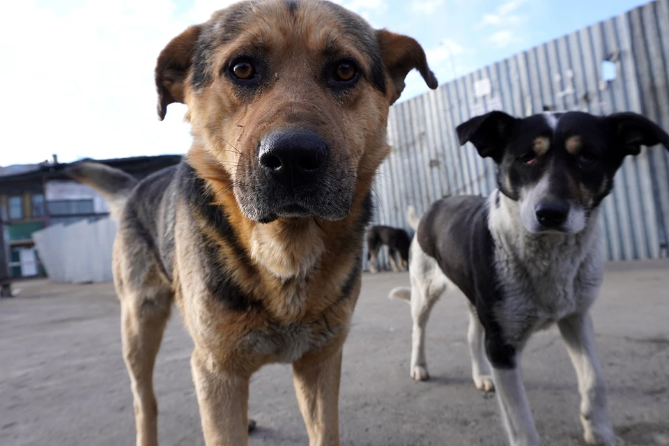 Тихо принятые Госдумой во вторник, 23 мая, поправки в Кодекс об административных правонарушениях полностью обесценили громко анонсированный ею же закон об эвтаназии бродячих собак.