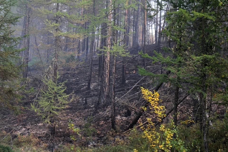 В Томской области потушен один лесной пожар.