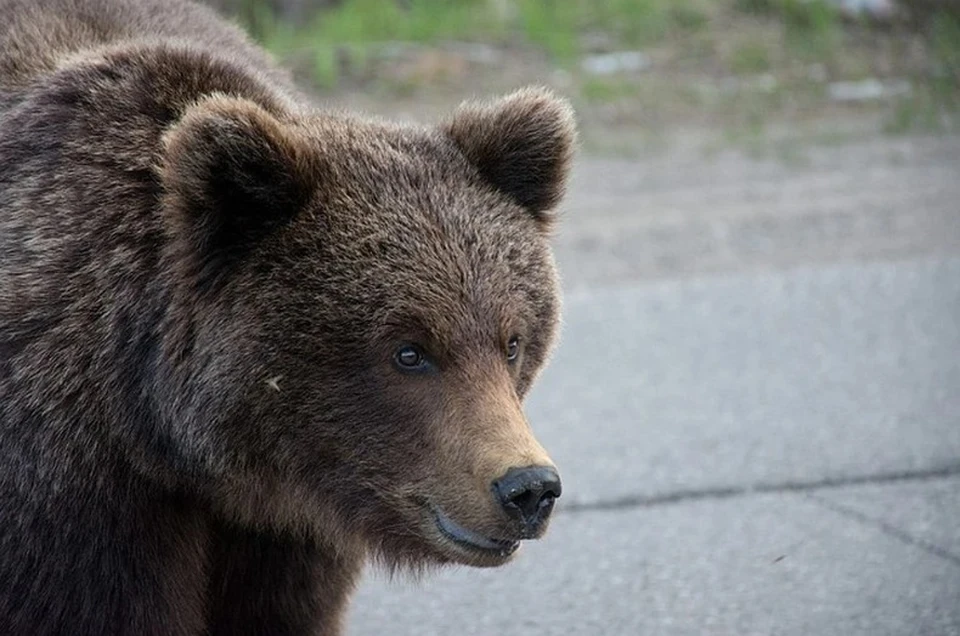 В прошлом году было 6 встреч с медведями. Фото: Максим ГОЛОВАНОВ