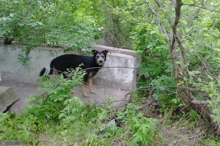 Скулила и вела людей к колодцу: дворовая собака спасла от смерти своего друга в Хабаровске