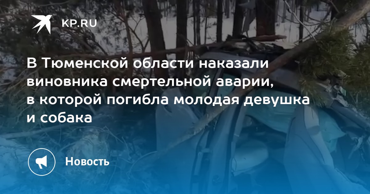 Сбил собаку дтп или нет