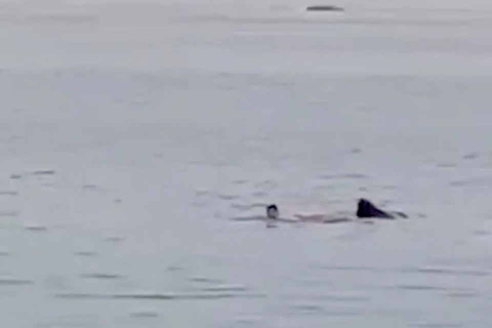 На кадрах, разлетевшихся в соцсетях, видно, как акула затягивает мужчину под воду, но ему удается несколько раз вырваться и всплыть на поверхность.