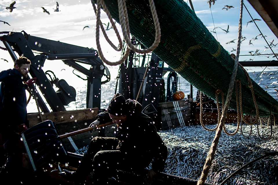 После того, как антироссийские санкции стали расти как снежный ком, российские рыбаки столкнулись с проблемой поставки продукции на международные рынки.