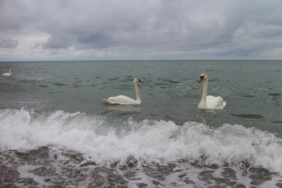 Вода в Черном море прогрелась до +17…+21°.