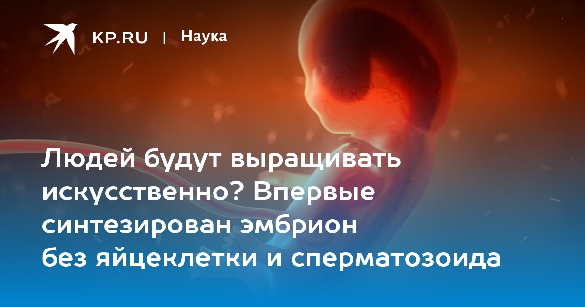 Людей будут выращивать искусственно? Впервые синтезирован эмбрион без яйцеклетки и сперматозоида