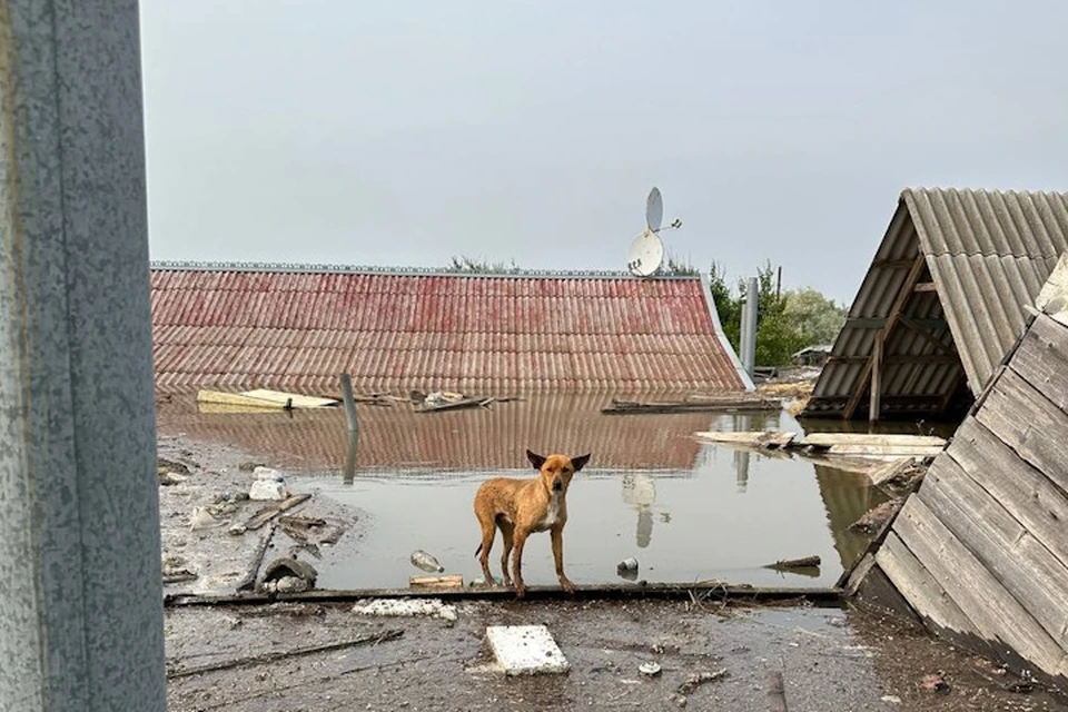 Из городов и поселков постепенно уходит вода Фото: ТГ Евгений Кузьмин