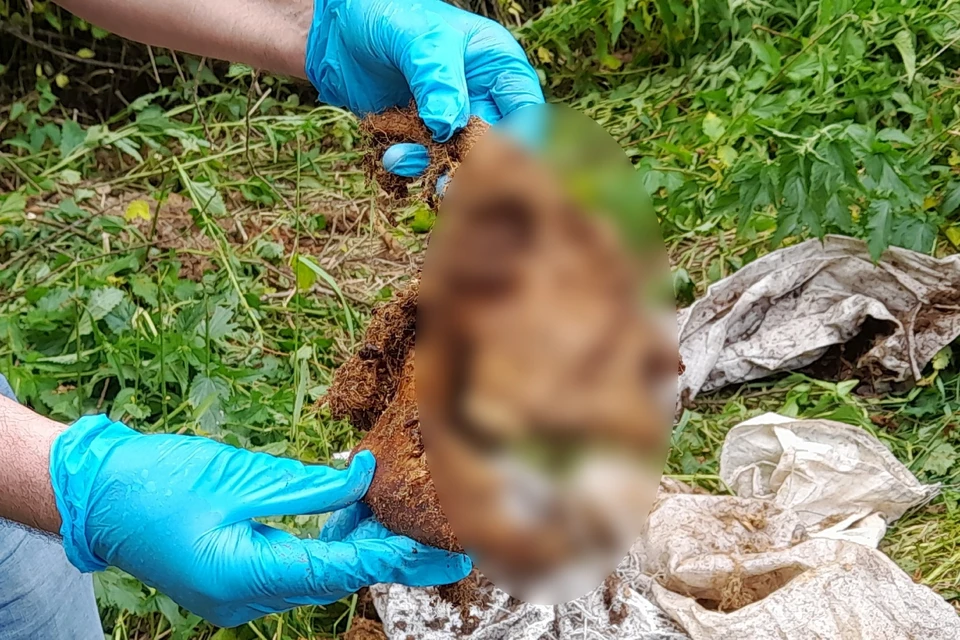 Рядом с фермой обнаружили кости и черепа овечек. Фото предоставила Лара Саплина.