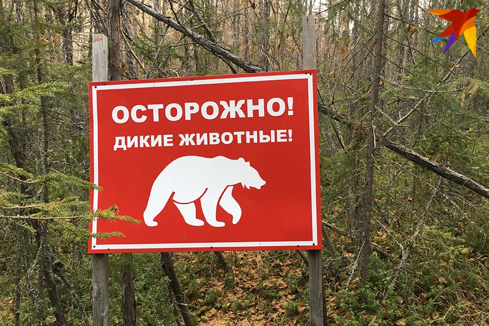 В ЗАТО Островной в районе больничного городка заметили бурого медведя.