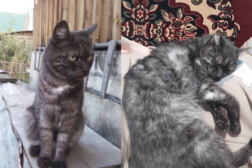 Кот Кузьма стал одной из жертв отравления. Фото: Предоставлено читательницей КП-Новосибирск