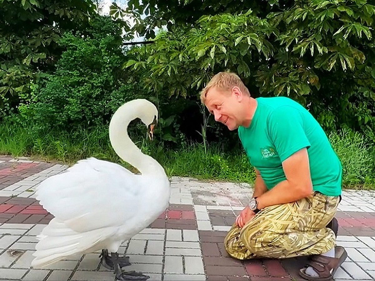 Царевна-лебедь: в «Тайгане» показали влюбленную в Олега Зубкова лебедушку -  KP.RU