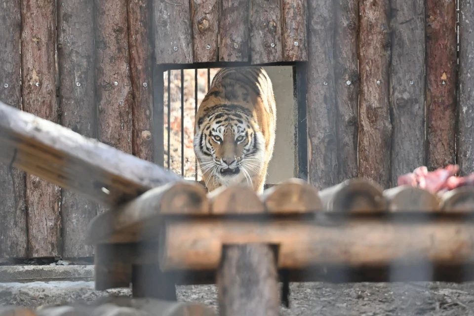 На место по сигналу о предположительном нападении тигра выехали охотоведы