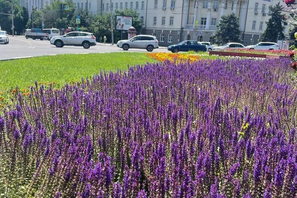 На территории города высадили больше 900 тысяч цветов. Фото: администрация Ростова-на-Дону